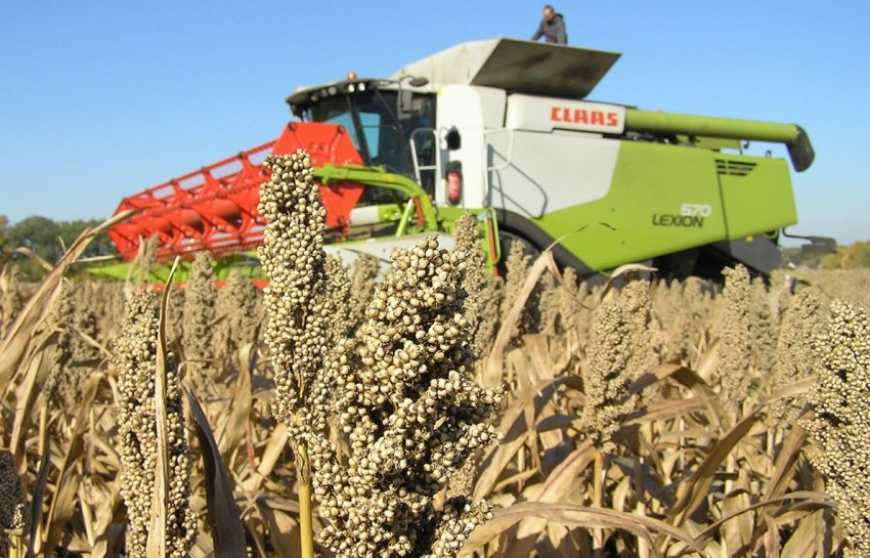 Жнива-2021: аграрії України завершили збирання проса