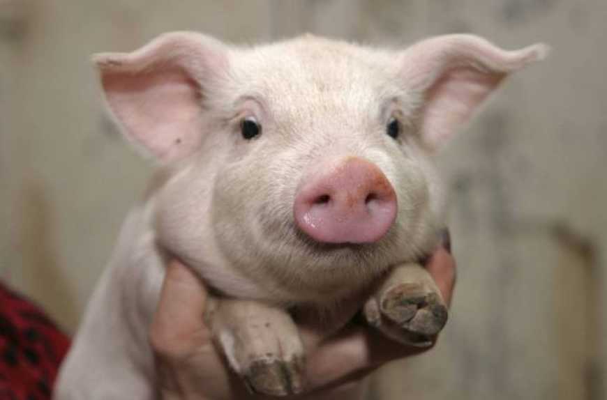 Поголів&#039;я свиней за рік скоротилося більш, ніж на 8 відсотків