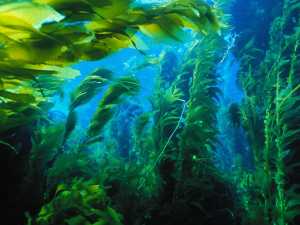 На півдні України водоростями удобрюють поля