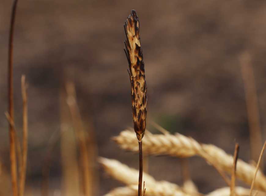 Непрямі втрати у сільському господарстві України внаслідок війни перевищують $34 мільярди