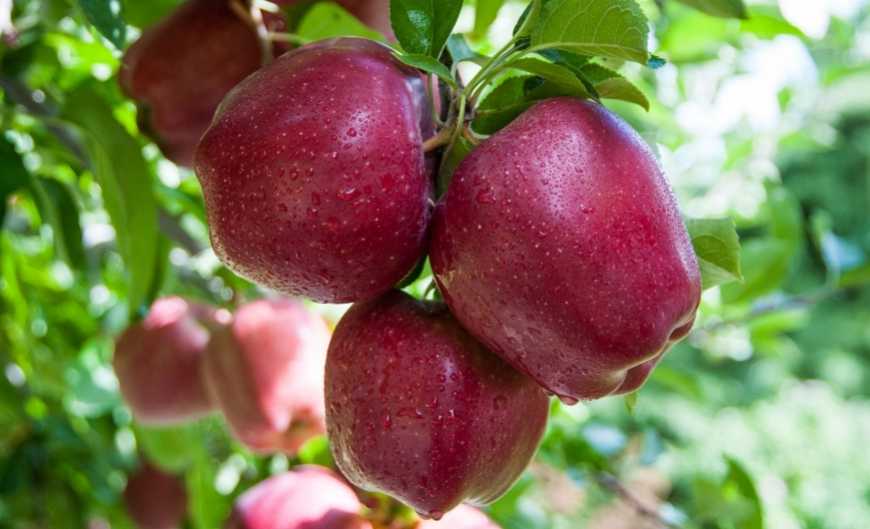 Індонезія може стати експортним раєм для українських виробників яблук