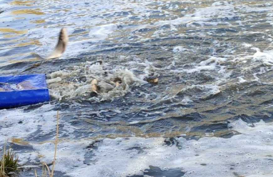 Водойми Одещини та Харківщини отримали чергове поповнення молоді риб