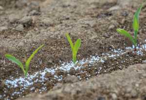 Весняне підживлення та управління мінеральним живленням озимої пшениці