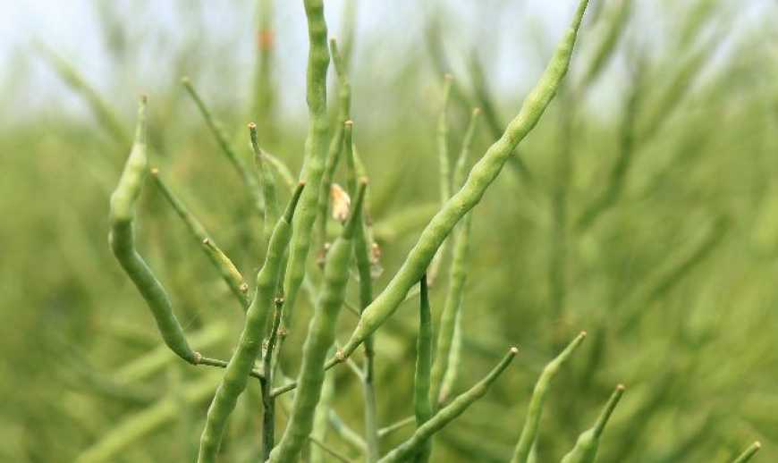 Аграрії вже намолотили понад 11 мільйонів тонн зерна