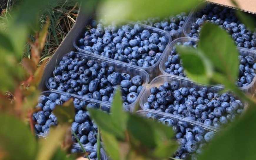 Цьогоріч сезон реалізації лохини в українських господарствах завершиться раніше