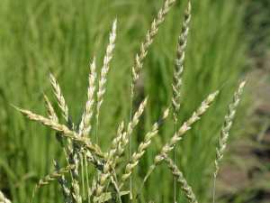 Продуктивність сортів пшениці спельти озимої в Південному Степу України
