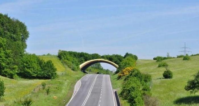 В Карпатах планують побудувати спеціальні переходи над автострадами для диких тварин