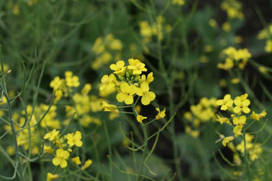 Ефективність, підтверджена полем: надійні рішення від Corteva Agriscience