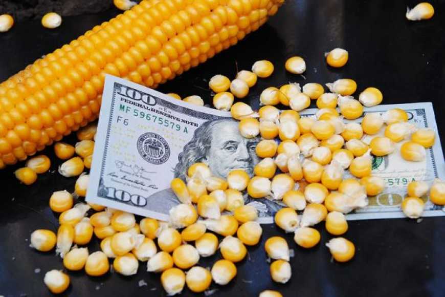 Ринок кукурудзи: українські аграрії відкладають реалізацію через занадто низькі ціни