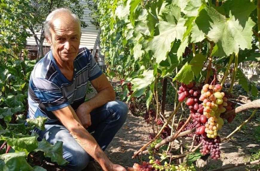 На Чернігівщині виноградар вирощує 80 сортів сонячних ягід