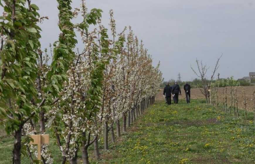 «Земельний банк»: в Україні оголосили аукціони з суборенди держземель під садівництво на 25 років