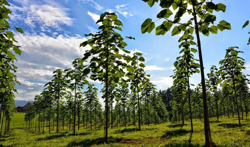 Українським аграріям пропонують виробляти біопаливо з павловнії