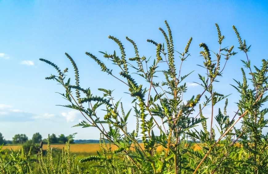 Серпень &mdash; пік цвітіння амброзії полинолистої