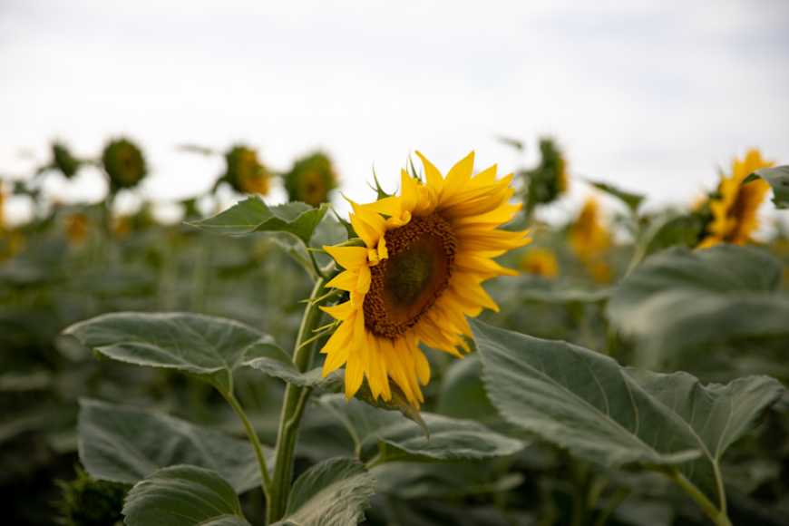 Kernel спільно з NASA Harvest працює над моніторингом впливу війни на сільське господарство