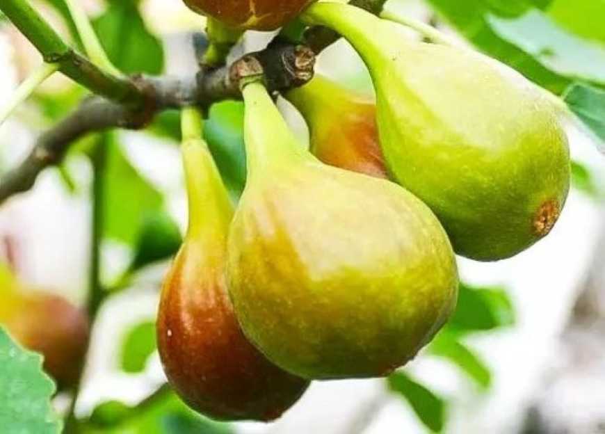 На Одещині вирощують інжир за японською технологією