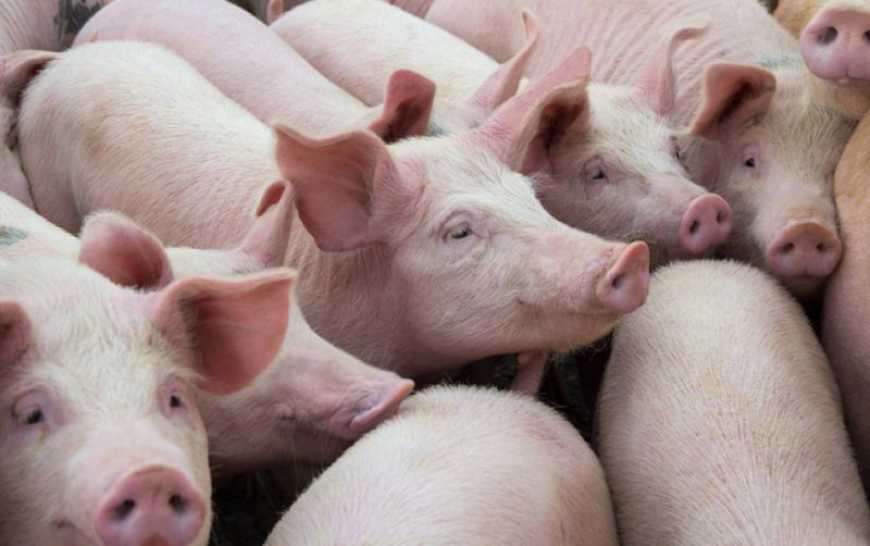 Ринок живця: ціни в Україні залишаються стабільними третий тиждень поспіль