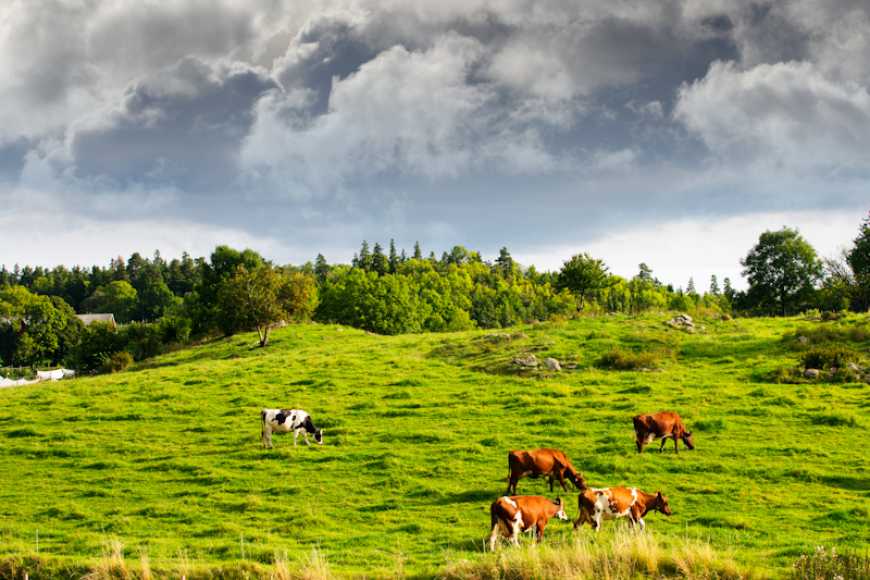 Поголів’я худоби на Буковині зменшується