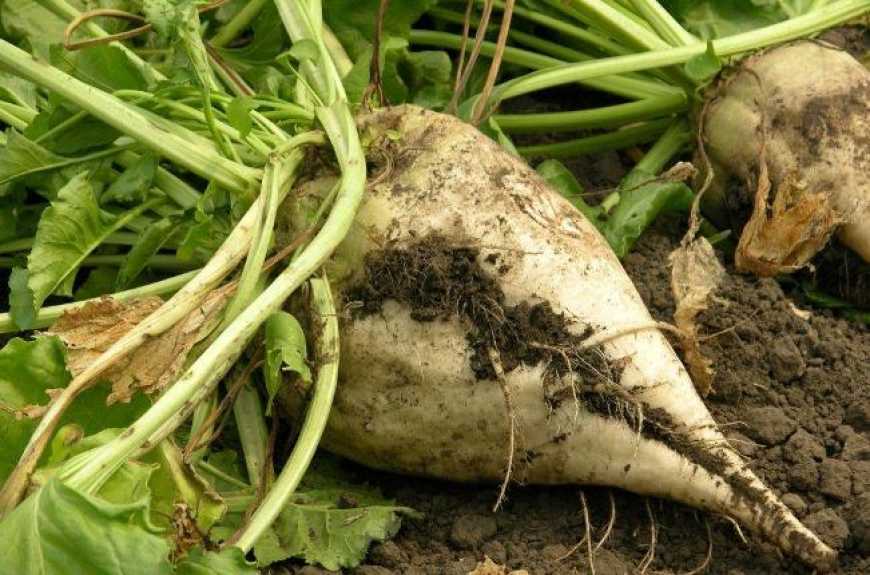 В центрі та на півдні через посуху постраждали цукрові буряки– Укргідрометцентр