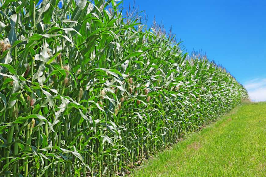 Коли підводить погода, кукурудза Brevant™ seeds не підведе