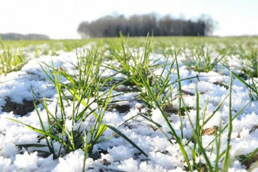 Крижана кірка на полях створює загрозу посівам озимих, &ndash; УкрАгроКонсалт
