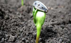 Досвід успішного вирощування соняшнику в ДП «Зернятко»