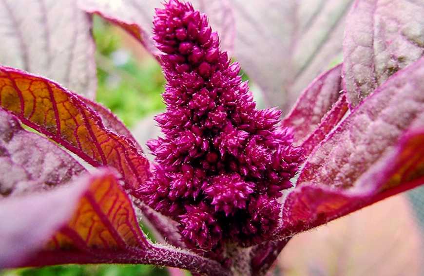 В Україні виготовлятимуть органічний чай з амаранту