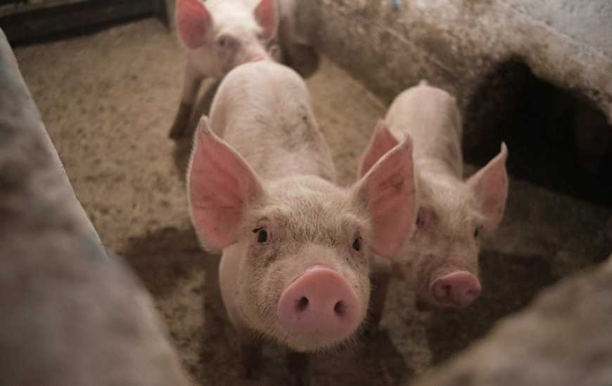 Економічна доцільність використання висівок у годівлі свиней — ураховуємо структуру клітковини