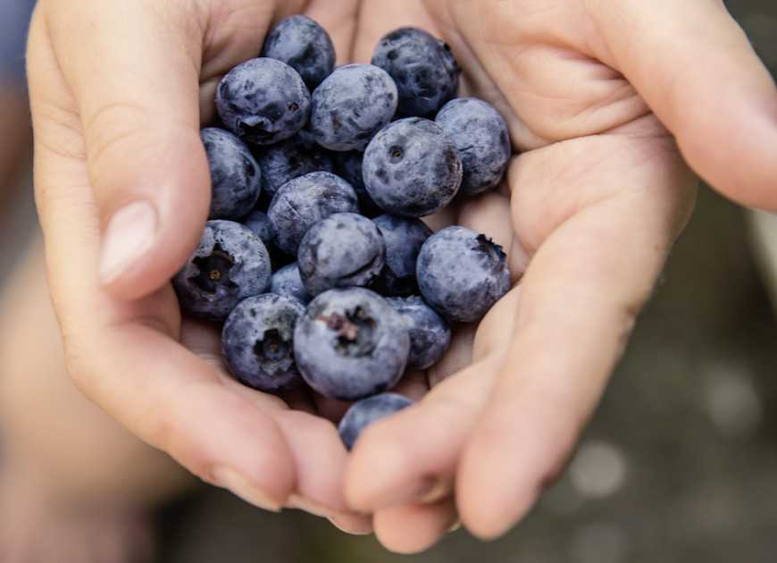 В Україні вирощено найбільшу ягоду органічної лохини