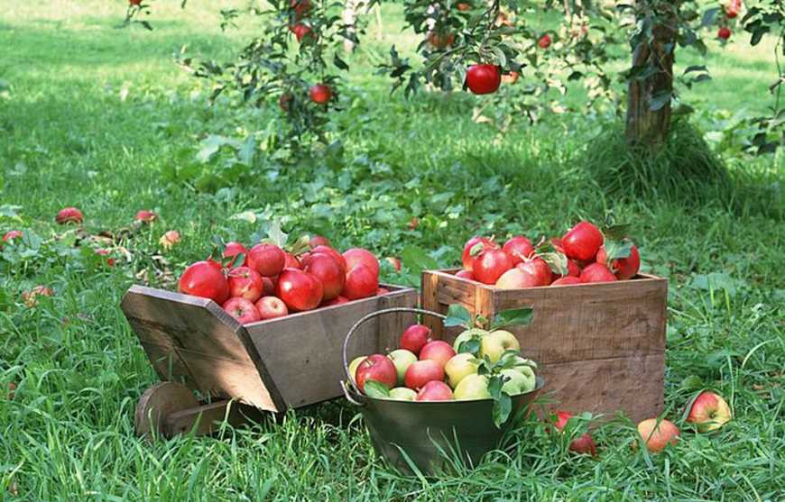 Основні шкідники плодового саду: сезонний прогноз