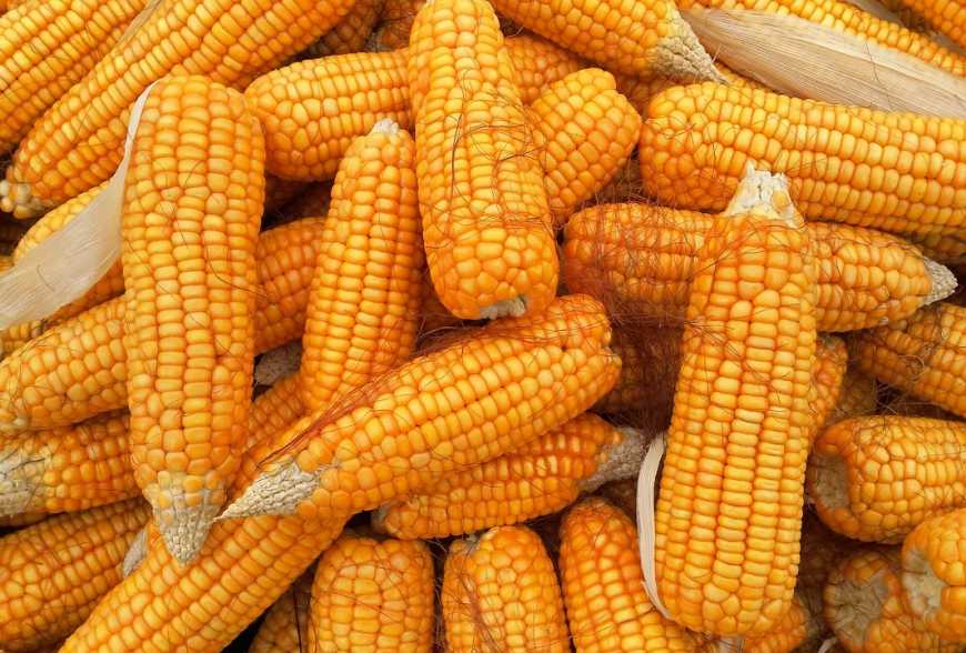 В Україні наступного року збільшаться площі під кукурудзою &ndash; прогноз