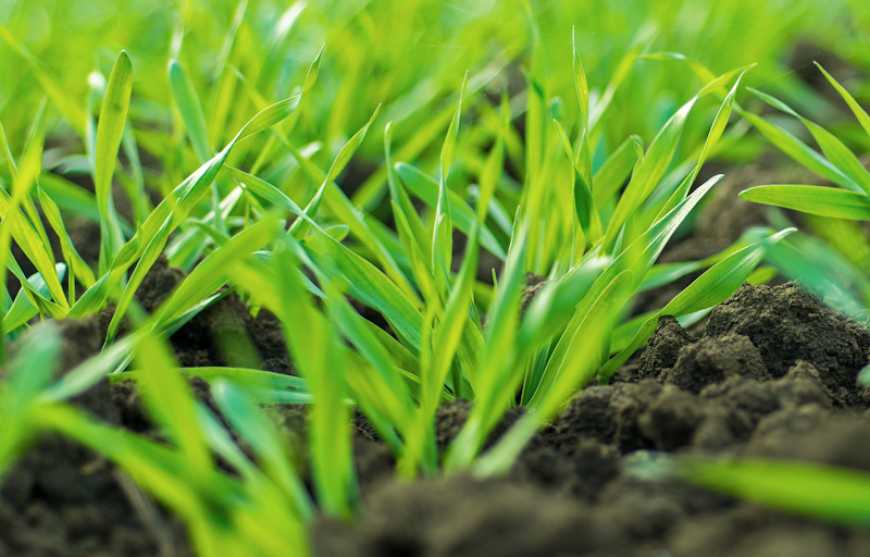 7 переваг протруйника, які вирішують успіх посівної зернових