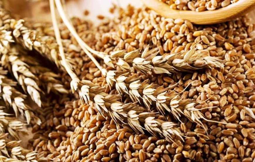 Аграрний фонд збільшує обсяги закупівель зерна для забезпечення продбезпеки