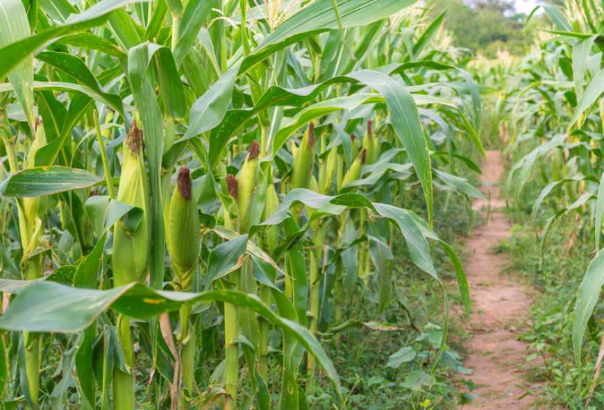 Розвиток ринку кукурудзи в умовах кліматичних змін