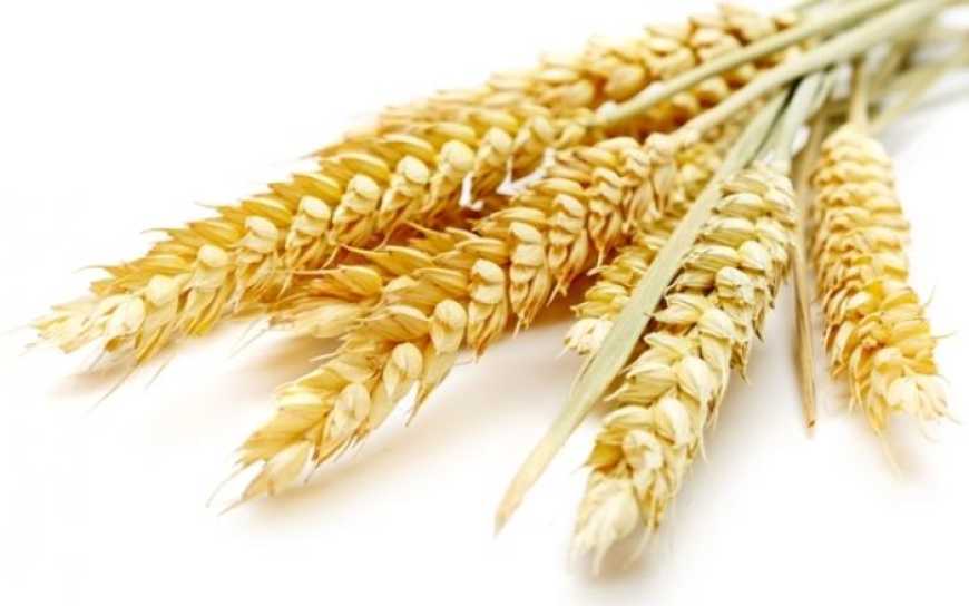 Аналітики USDA підвищили прогноз світового виробництва пшениці у 2022/23 МР