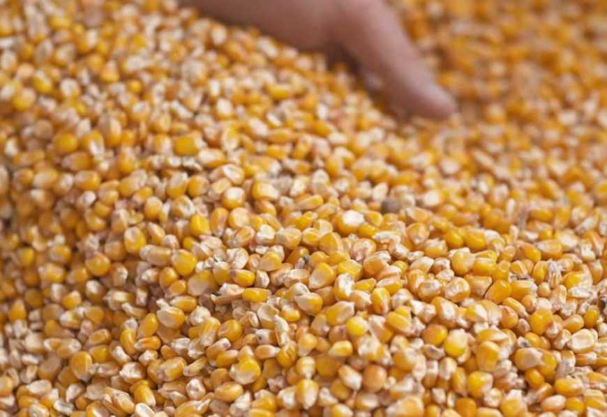 Ринок кукурудзи: ціни в Україні продовжують знижуватися