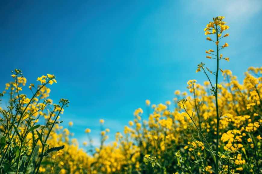 Захист від шкідників у період цвітіння