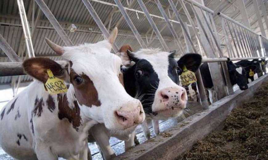 На Тернопільщині спиртовими відходами годуватимуть корів