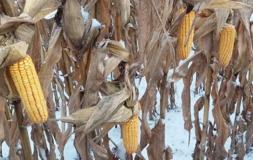 Аграрії України можуть зібрати ще понад 2 млн тонн кукурудзи