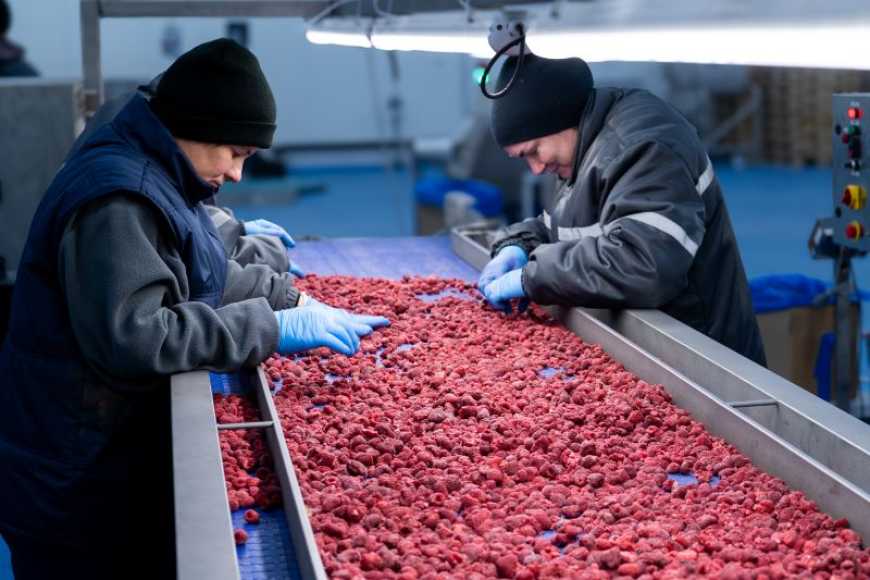 На Львівщині Кам&rsquo;янка-Бузький завод перероблятиме овочі та вишню