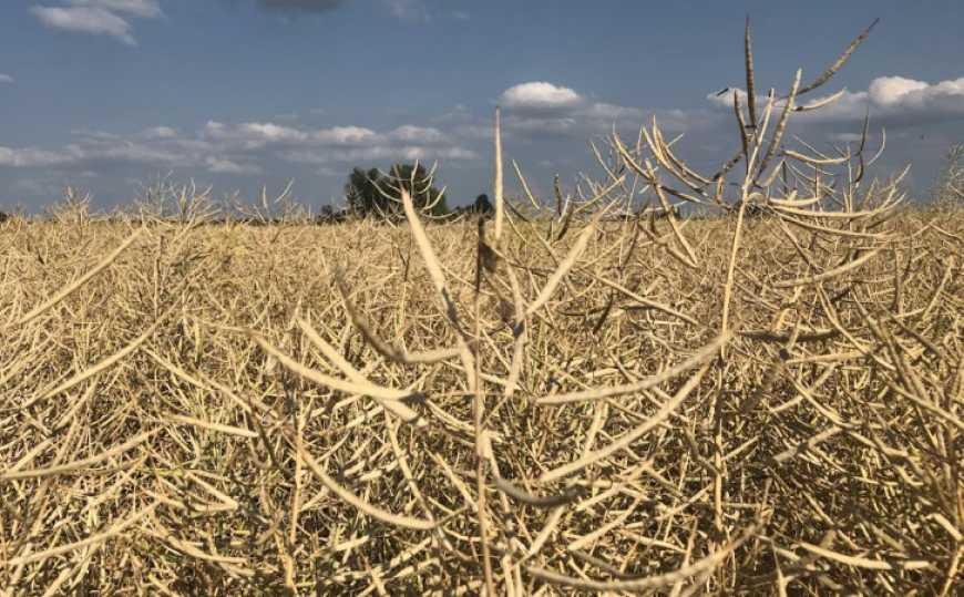 Ринок ріпаку: ціни в Україні залишаються під тиском низького попиту з боку ЄС