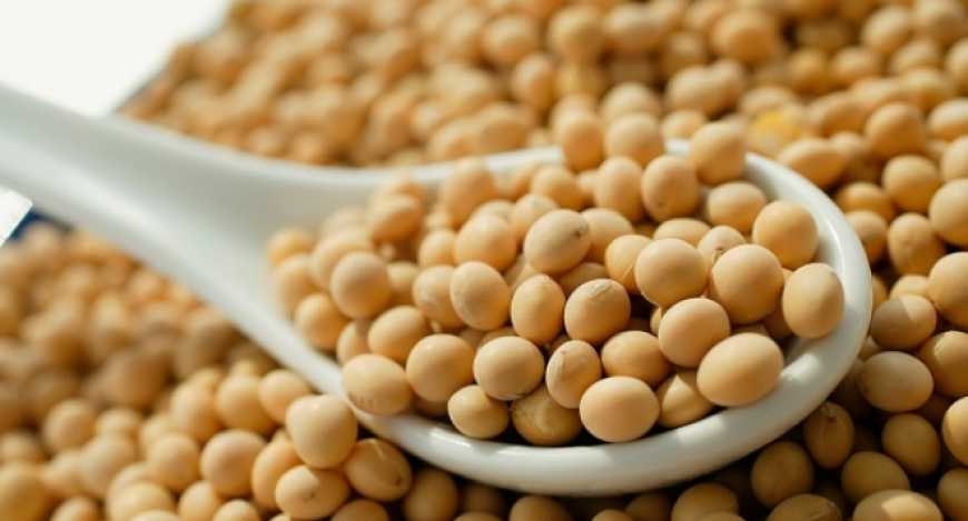 Сої сіятимуть менше - дослідження