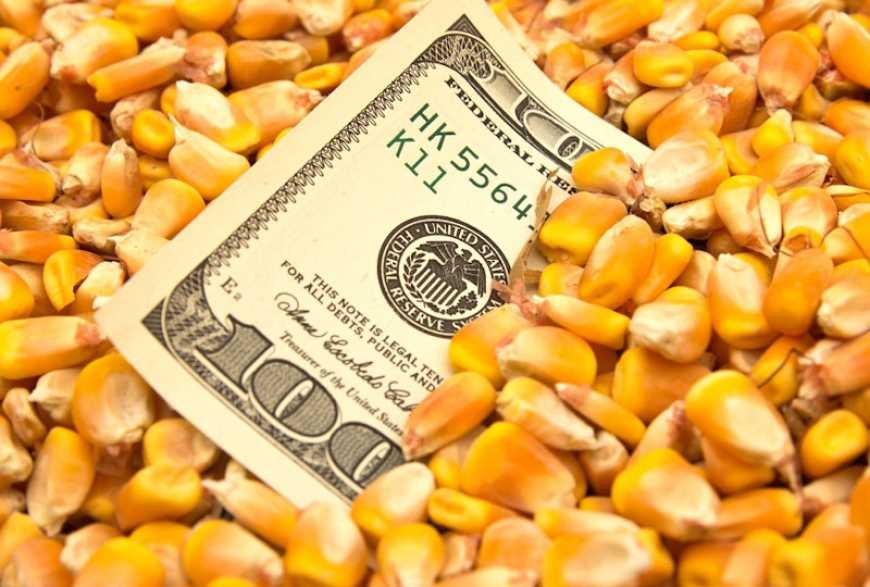 Ринок кукурудзи: ціни в Україні залишаються на рівні 220-225 $/т