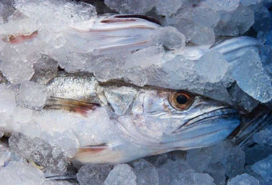 Україна у січні збільшила імпорт мороженої риби