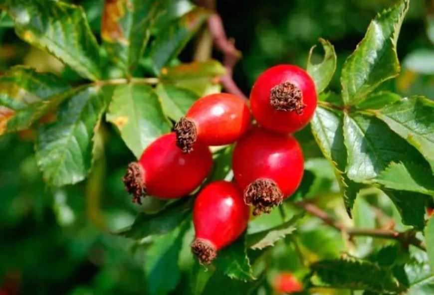 В Україні заклали понад 53 га промислових плантацій шипшини