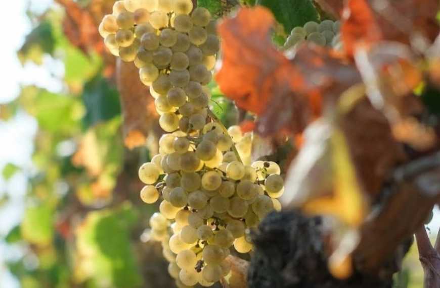 На Миколаївщині експериментують з рідкісними сортами винограду
