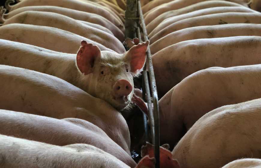 KSG Agro цьогоріч реалізуватиме стратегію &laquo;мережецентричності&raquo;