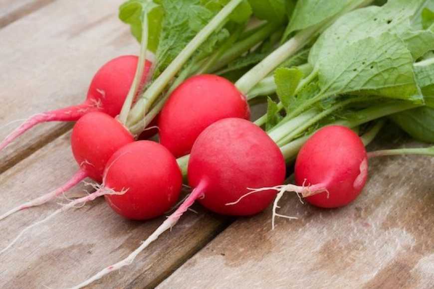 В Україні почали продавати першу вітчизняну редиску