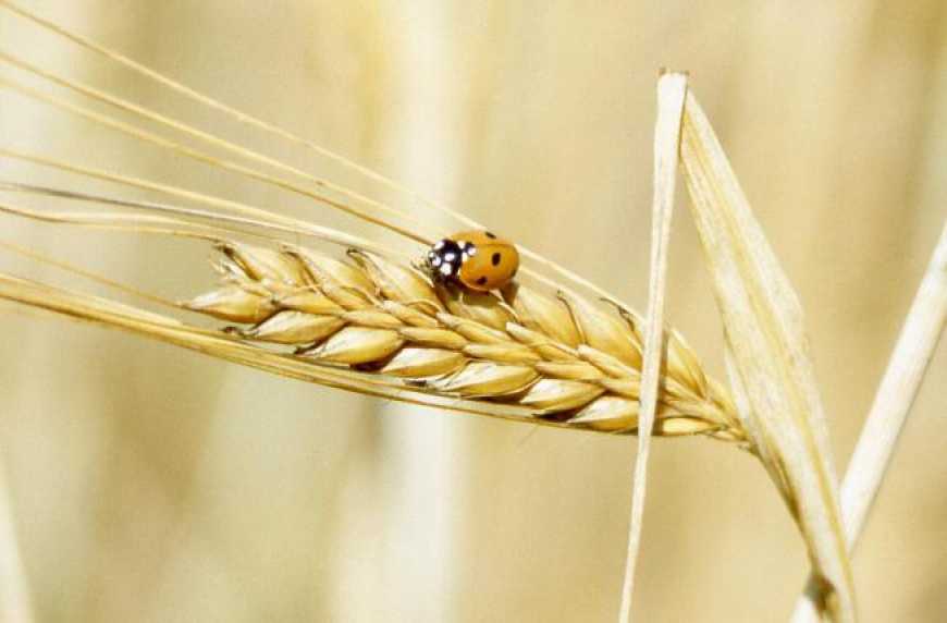 Врожайність ячменю цього року знизилася – аналітики