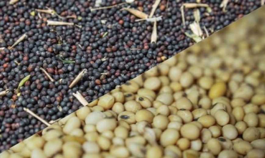 В цьому сезоні Україна вийде на рекордні показники переробки ріпаку та сої &ndash; Укроліяпром