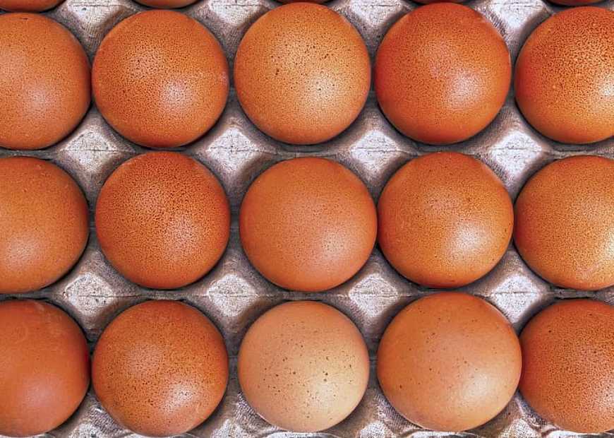 Україна за 10 місяців експортувала майже 109 тис. тонн яєць